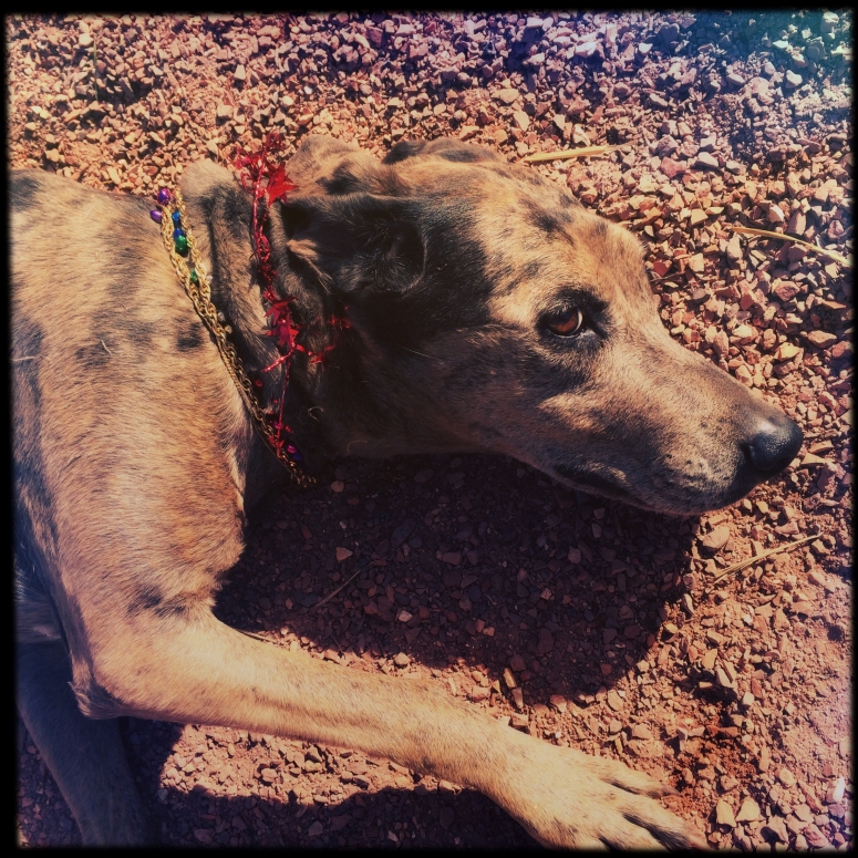 Sweet little girl dog wearing Christmas necklaces rolling in the gravel path.